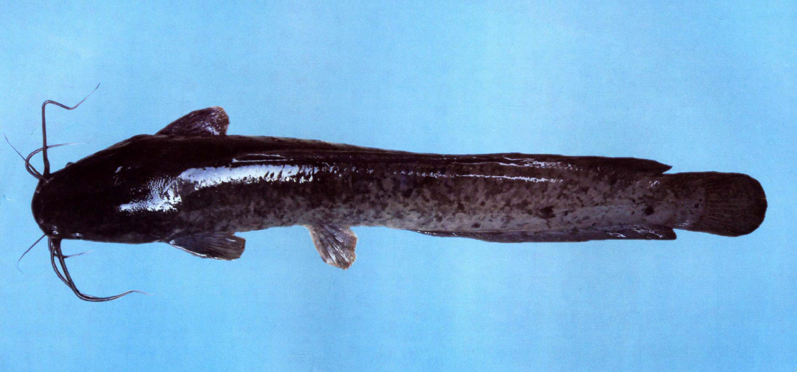 鲇鱼 Parasilurus asotus - 物种库 - 国家动物标本资源库
